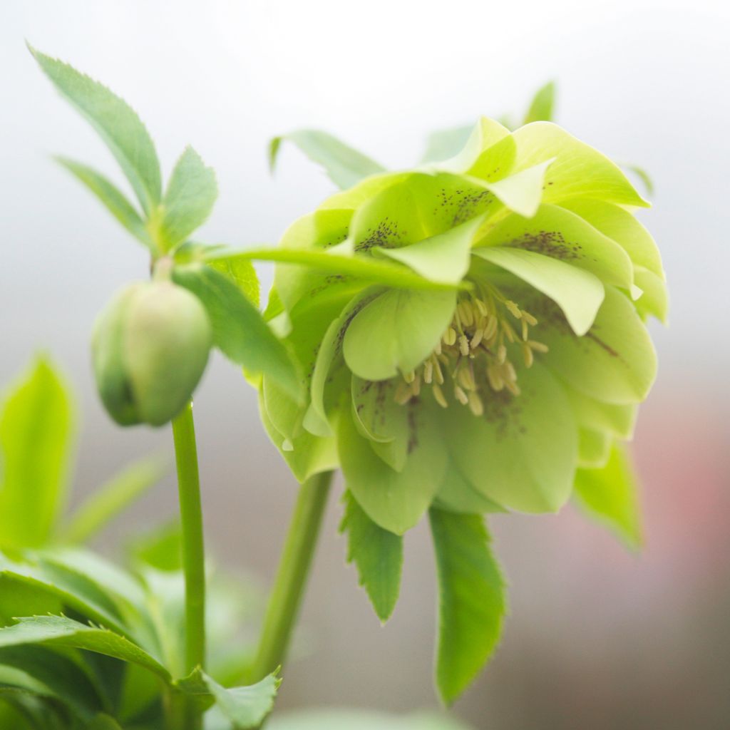 Hellebore orientale double green spotted - Hellébore orientale double verte tâchetée