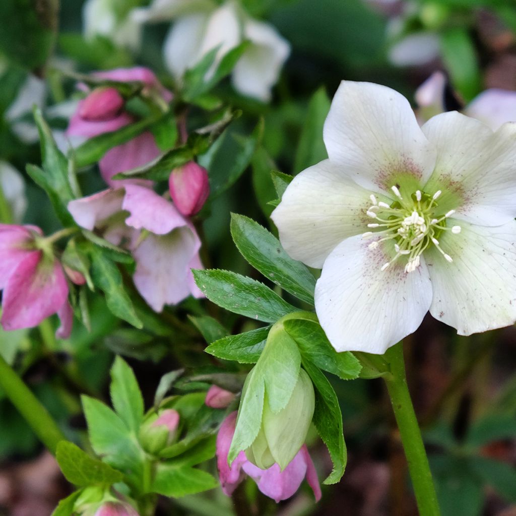 Helleborus x hybridus Mix - Hellebore