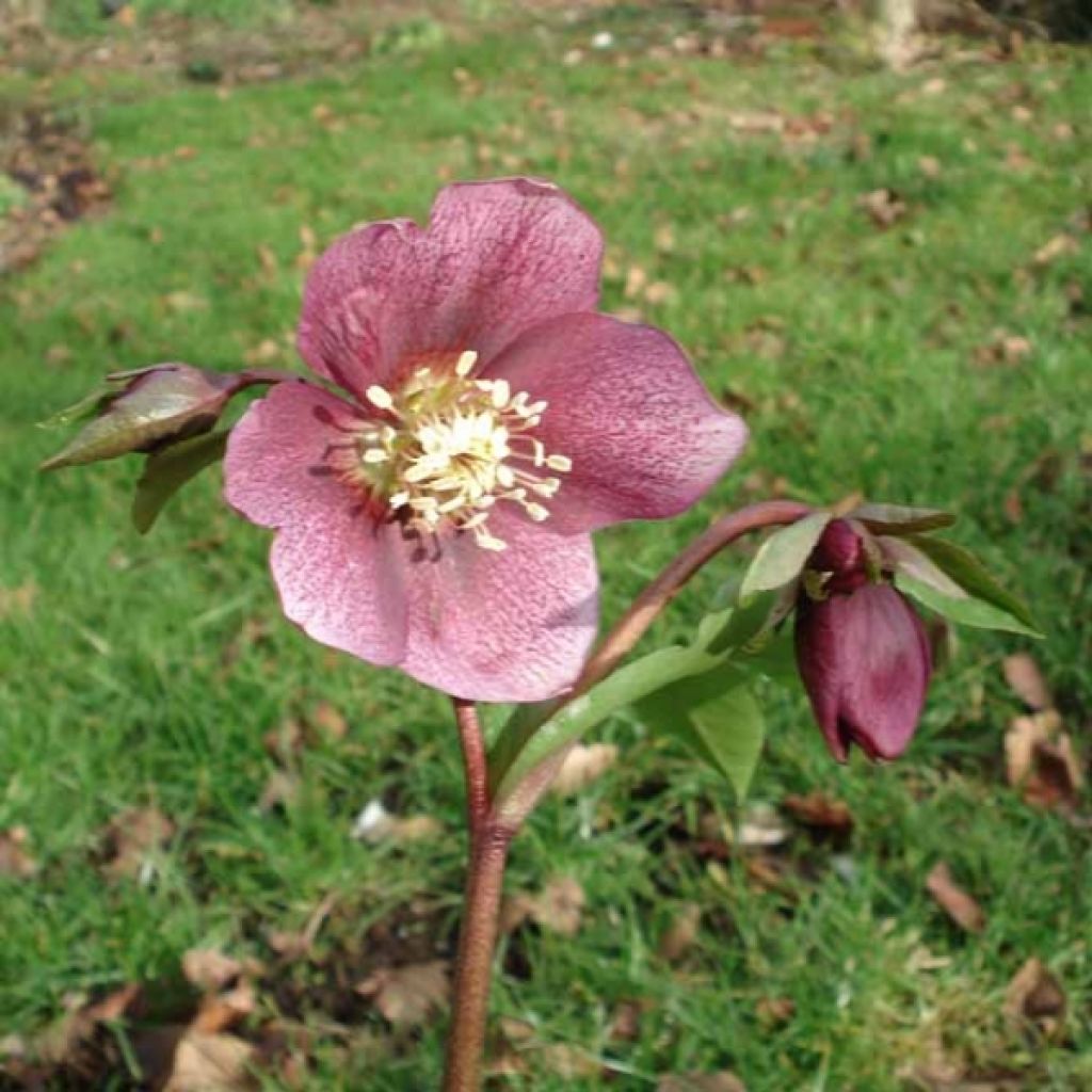 Hellebore Orientale Dark