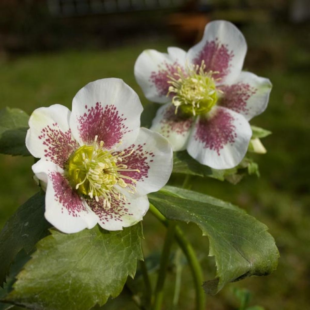 Hellébore orientale guttatus Blanc