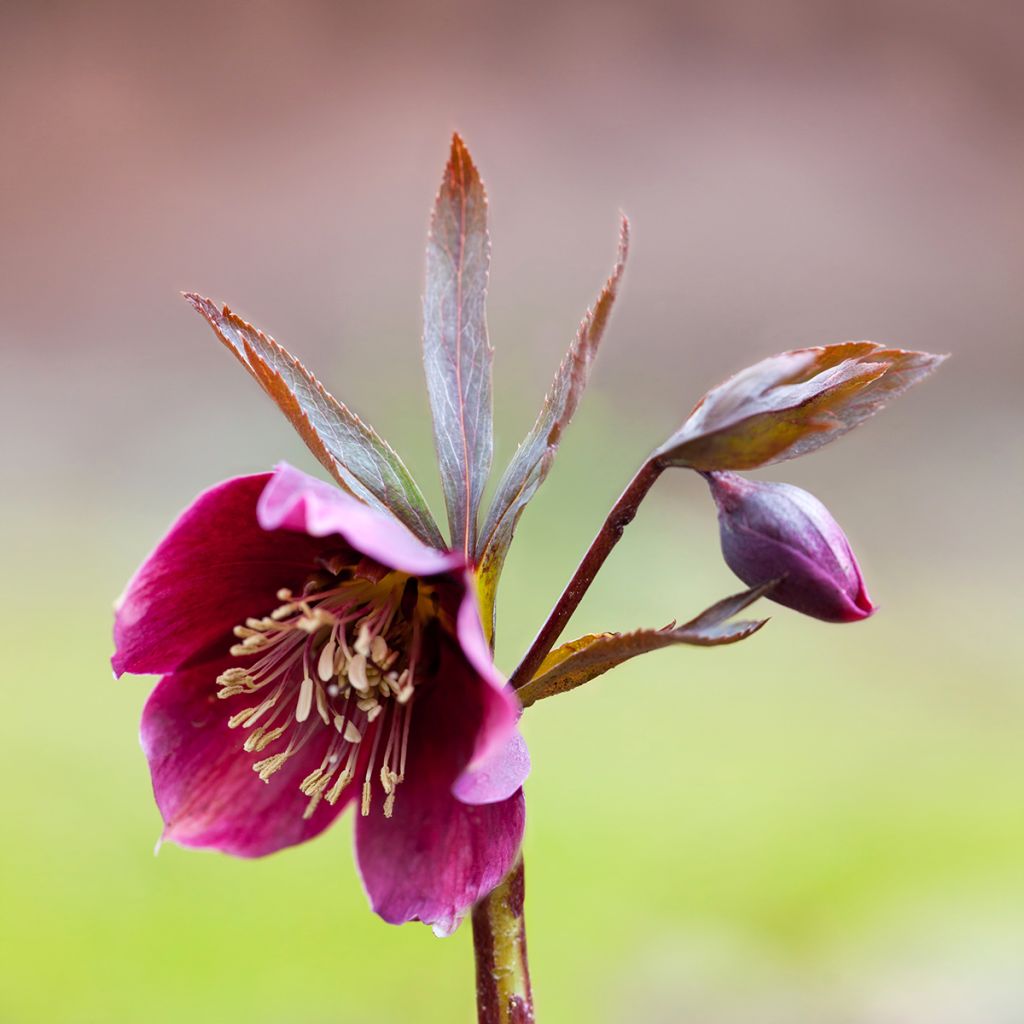 Hellébore purpurascens