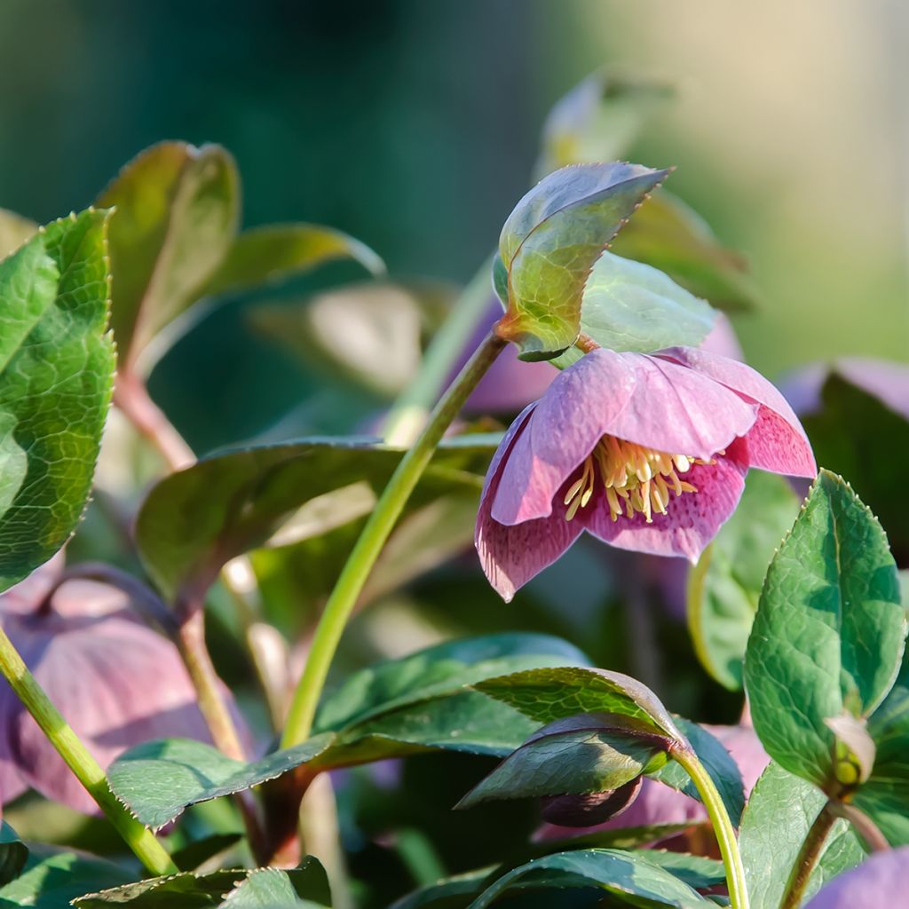 Helleborus purpurascens