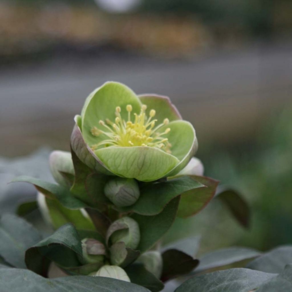 Helleborus sternii Grey Star - Sterns Hellebore