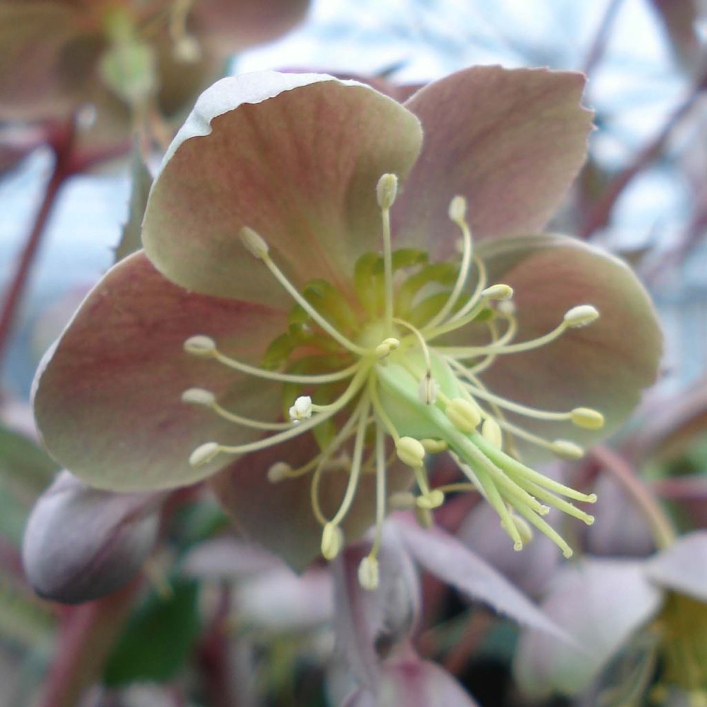 Helleborus sternii Boughton Beauty