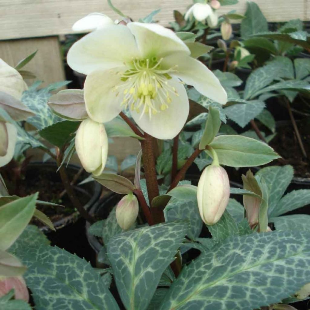 Hellebore nigercors Magic Leaves®