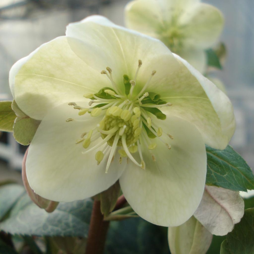 Helleborus ericsmithii Magic Leaves