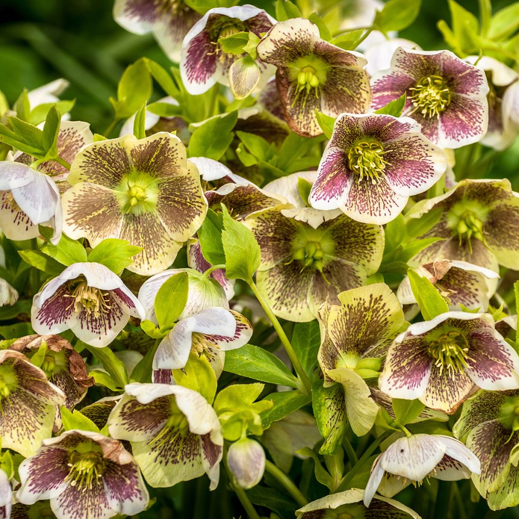 Helleborus Spotted hybrid