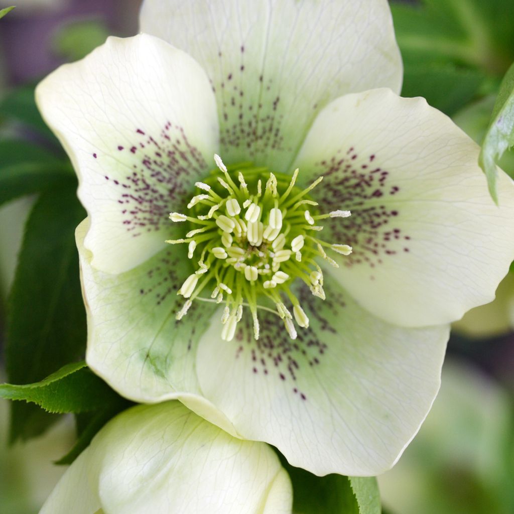 Helleborus Spotted hybrid