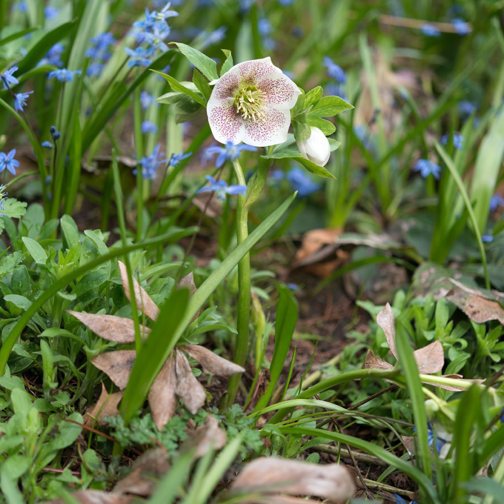 Helleborus Spotted hybrid