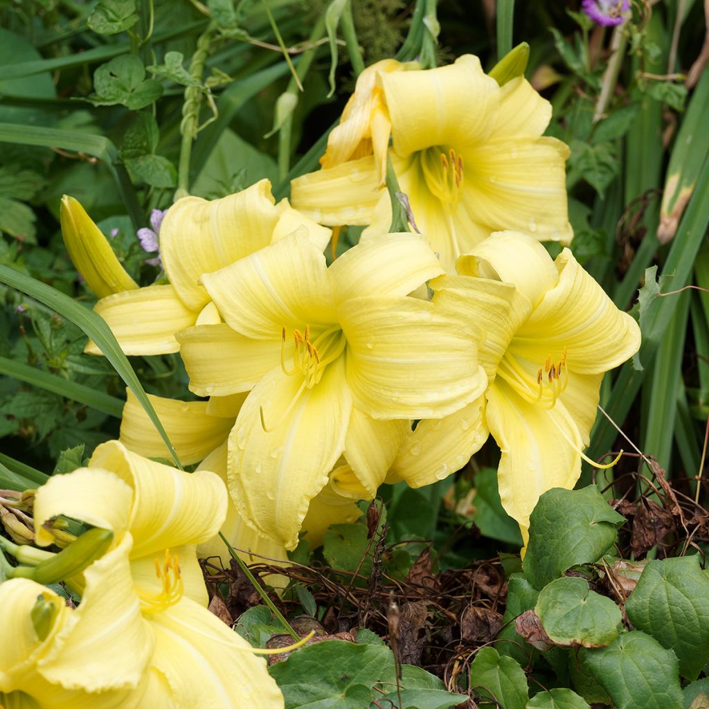 Hemerocallis Alice in Wonderland - Daylily