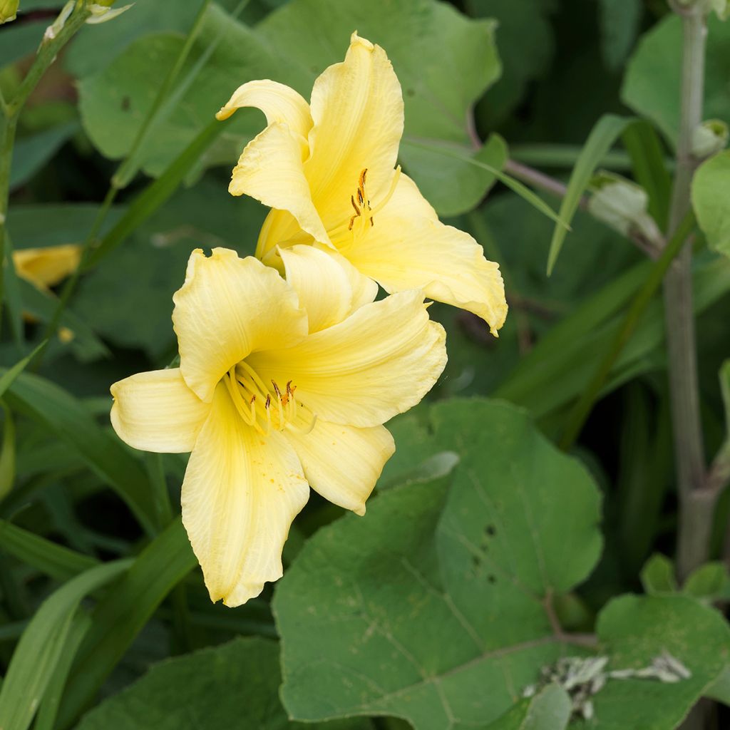 Hemerocallis Alice in Wonderland - Daylily