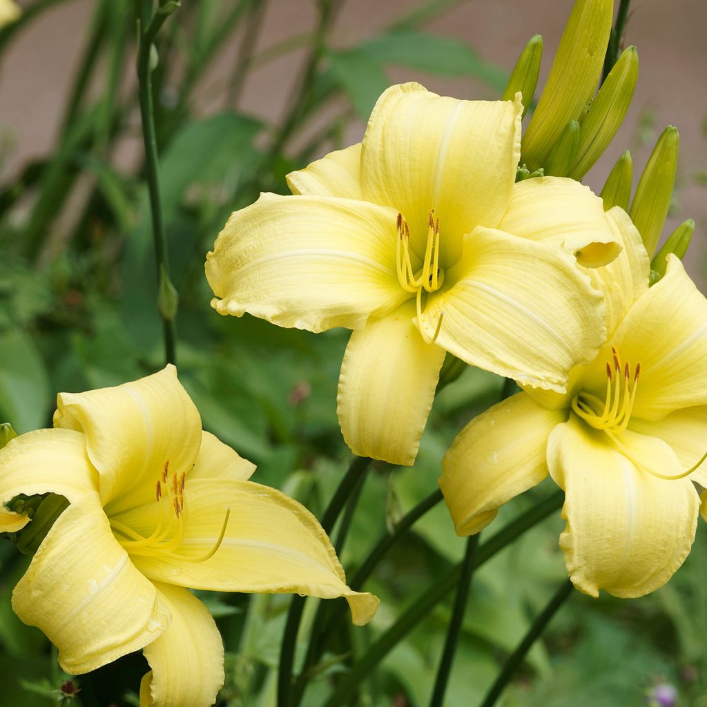 Hemerocallis Alice in Wonderland - Daylily