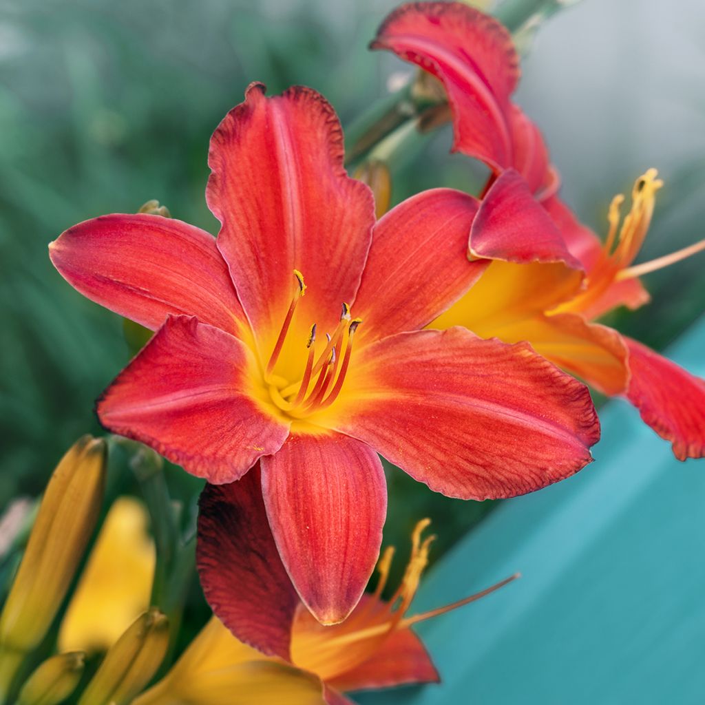 Hemerocallis Amadeus - Daylily