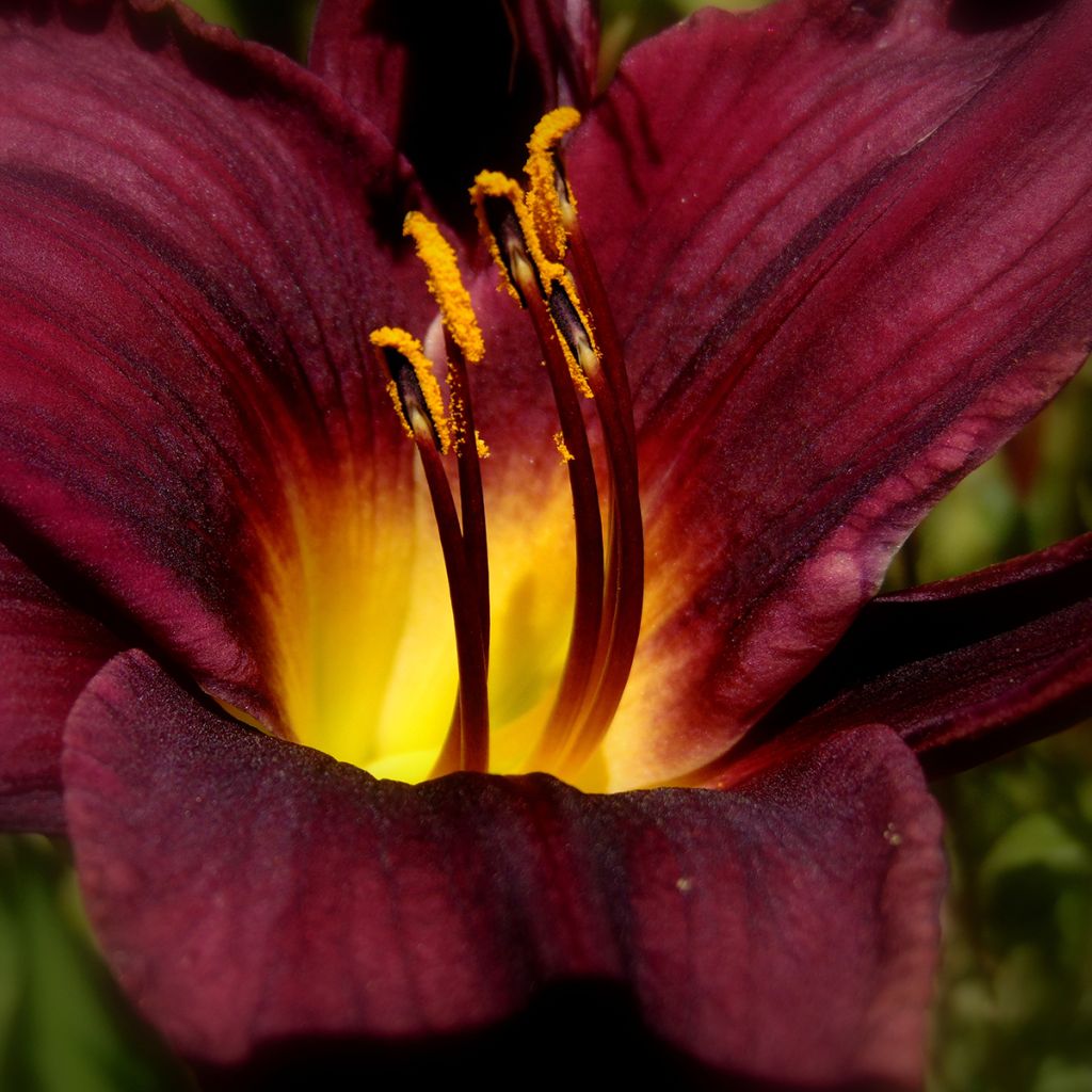 Hemerocallis American Revolution - Daylily