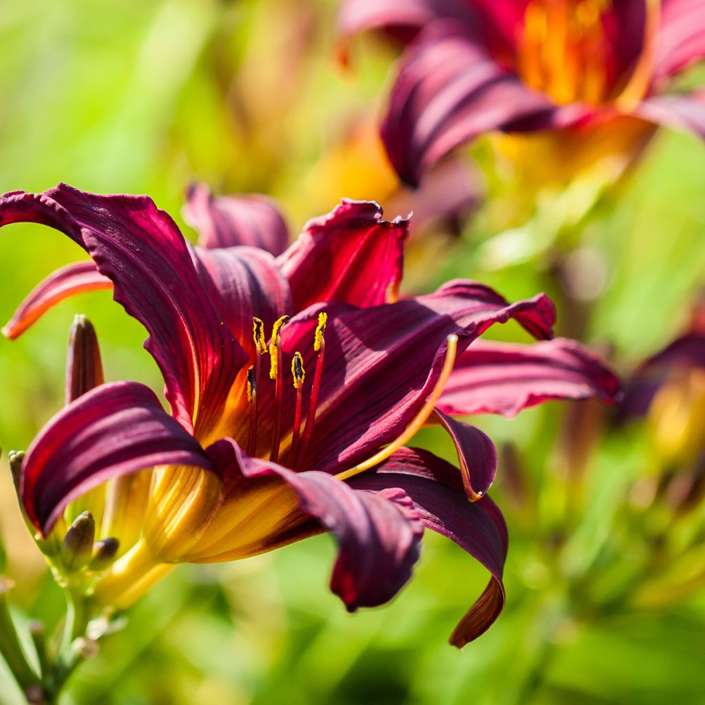 Hemerocallis American Revolution - Daylily