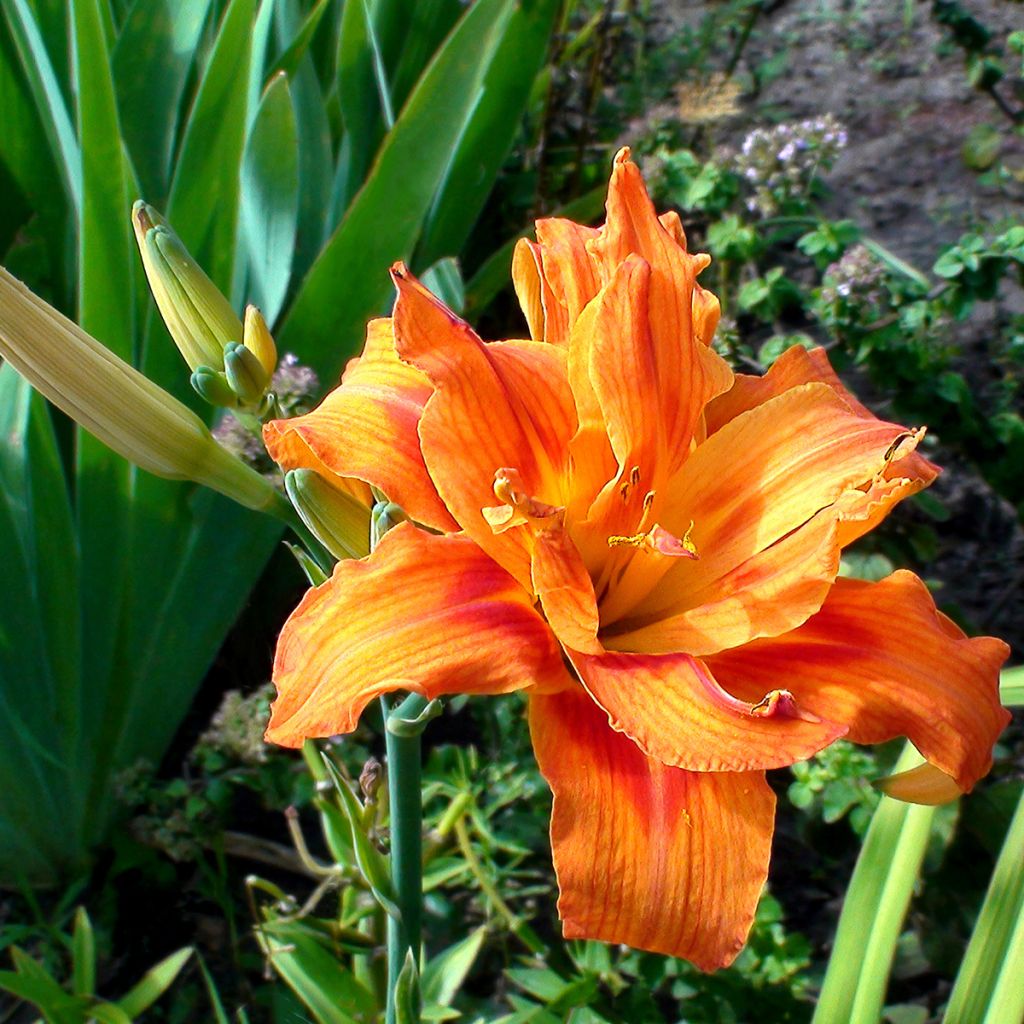 Hemerocallis Apricot Beauty - Daylily