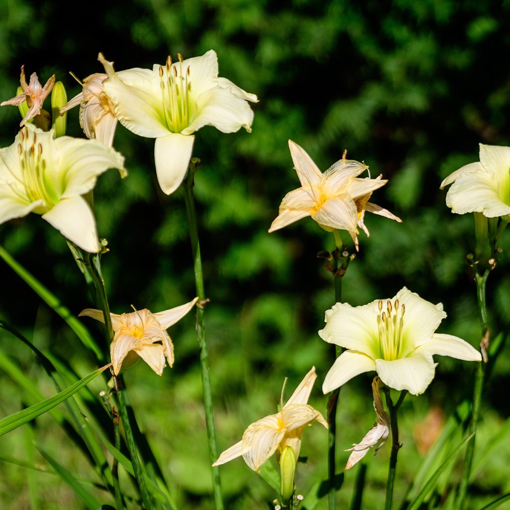 Hemerocallis Arctic Snow - Daylily