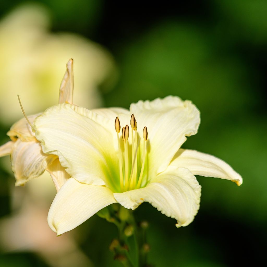 Hemerocallis Arctic Snow - Daylily