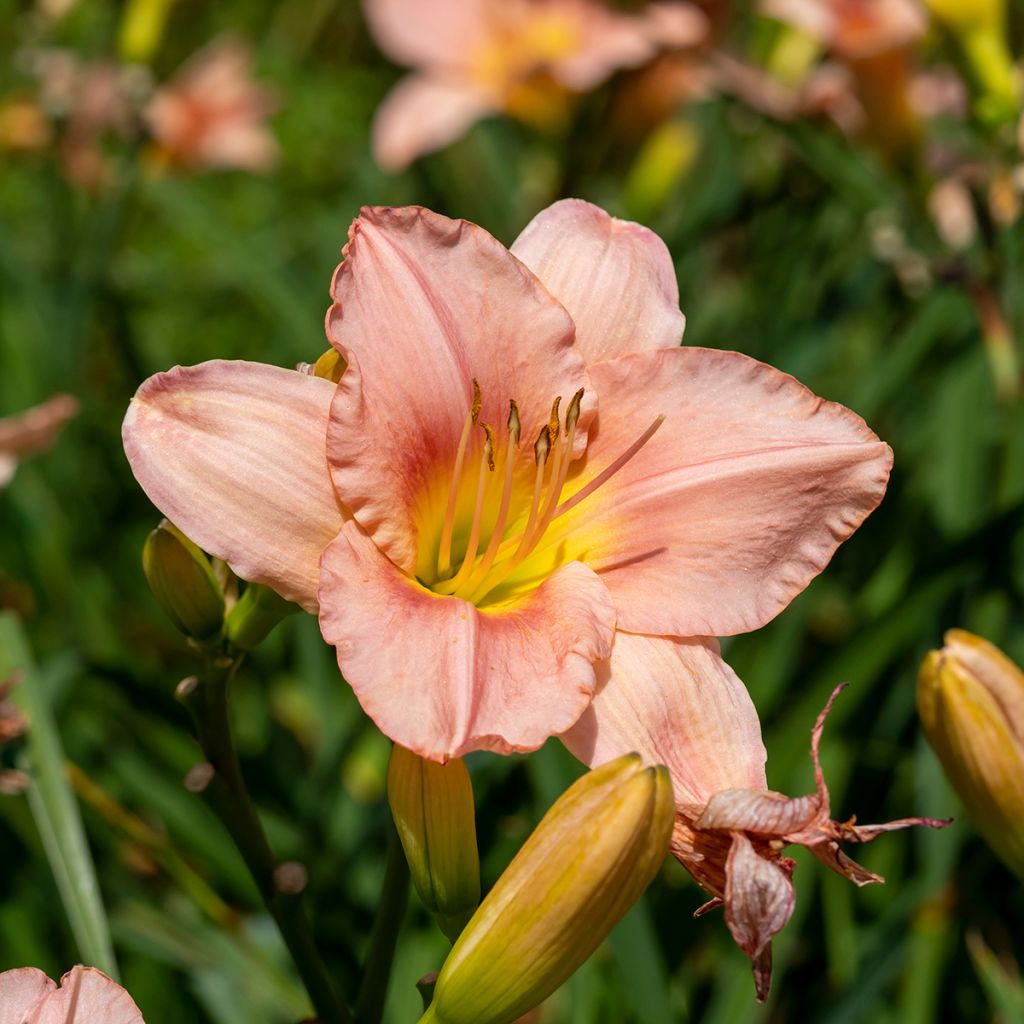 Hemerocallis Barbara Mitchell - Daylily