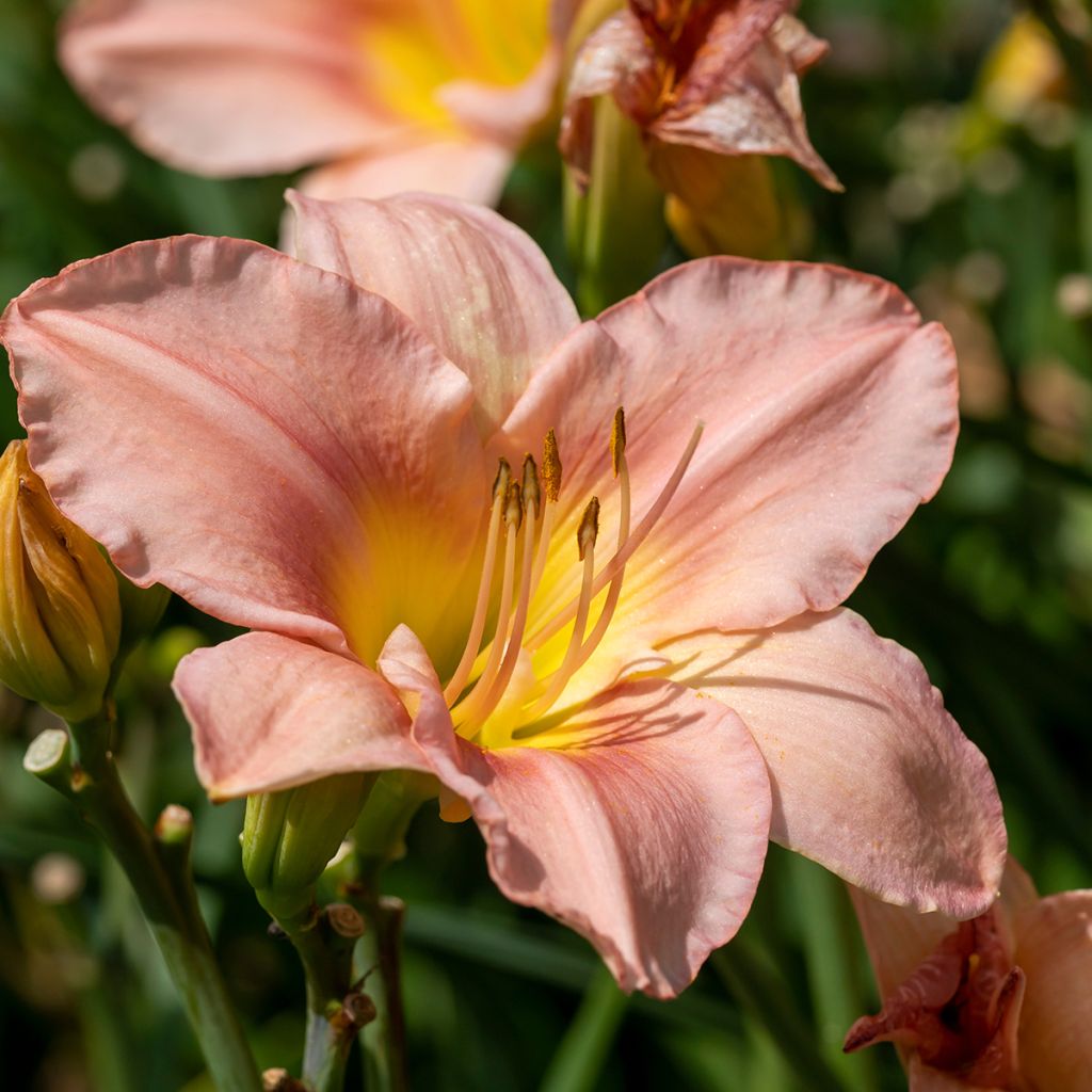 Hemerocallis Barbara Mitchell - Daylily