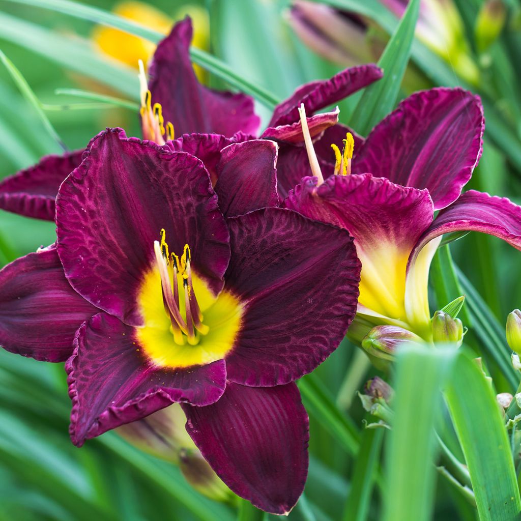 Hemerocallis Bela Lugosi - Daylily