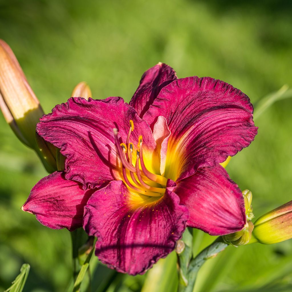 Hemerocallis Bela Lugosi - Daylily