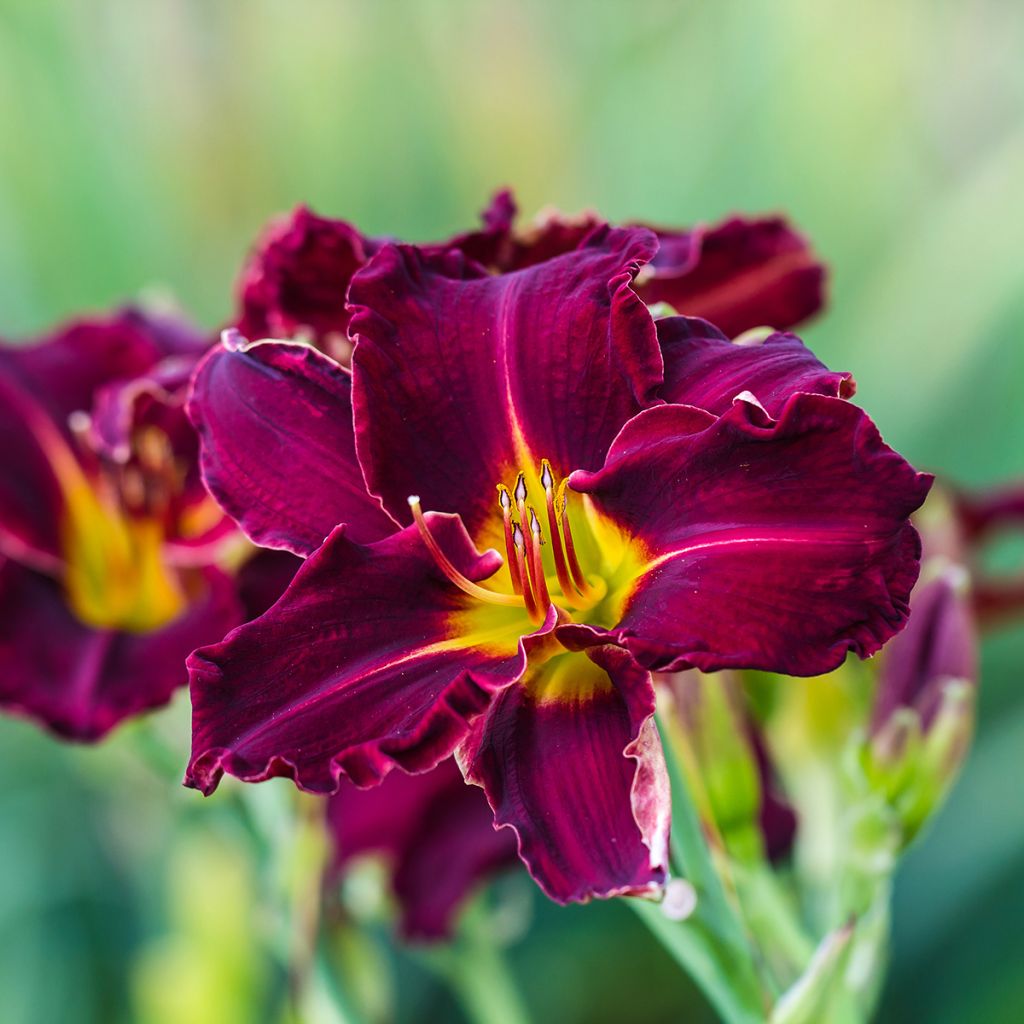 Hemerocallis Bela Lugosi - Daylily