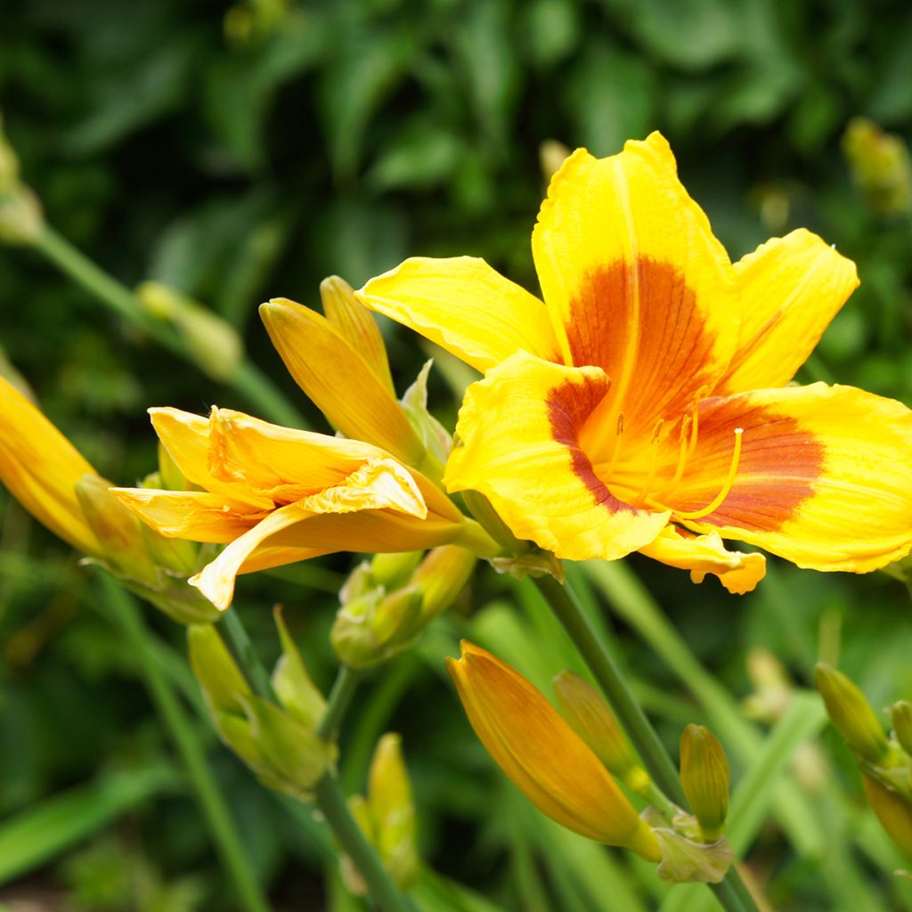 Hemerocallis Black Eyed Susan - Daylily