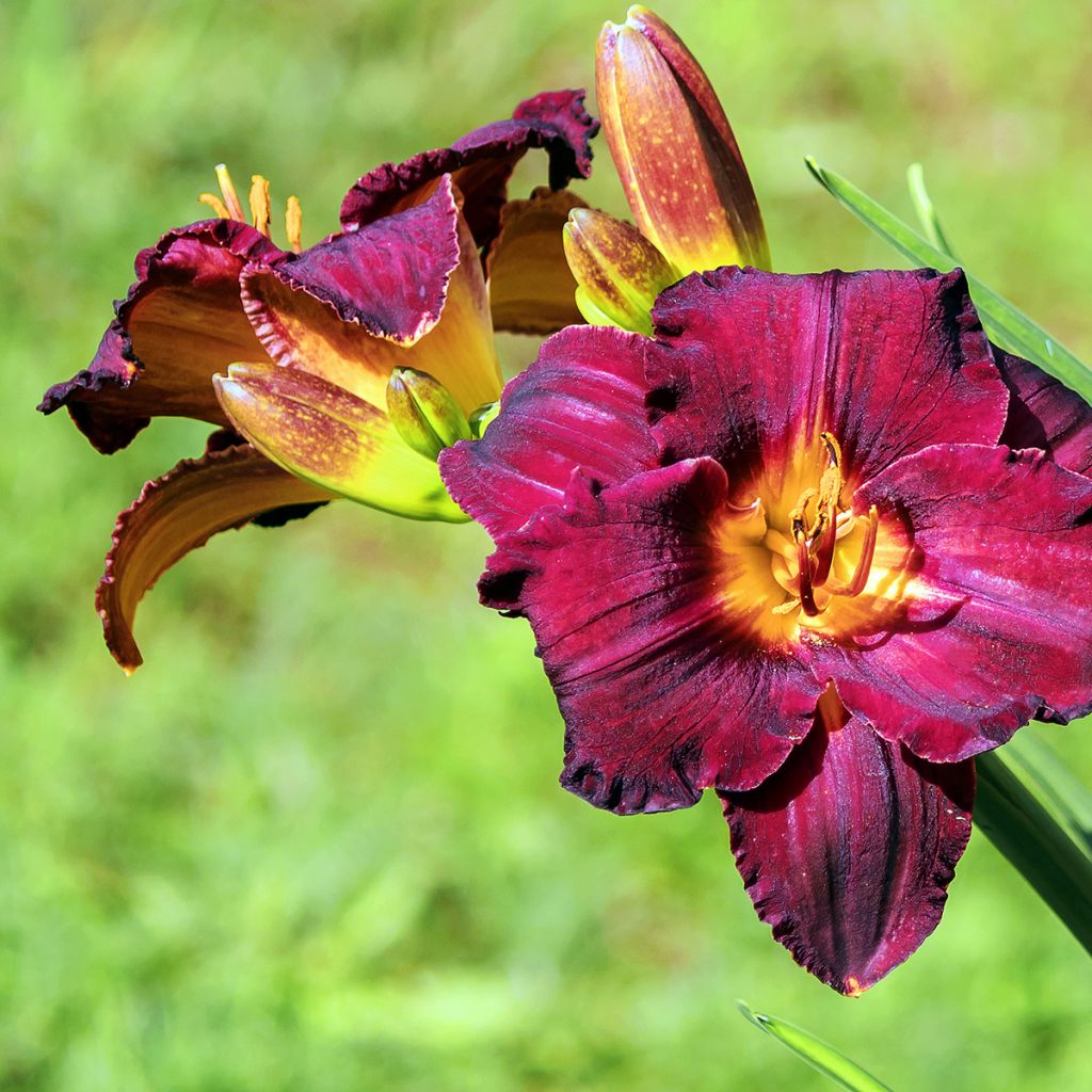 Hemerocallis Black Stockings - Daylily