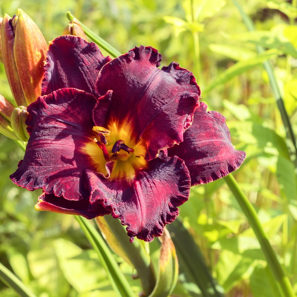 Hemerocallis Black Stockings - Daylily