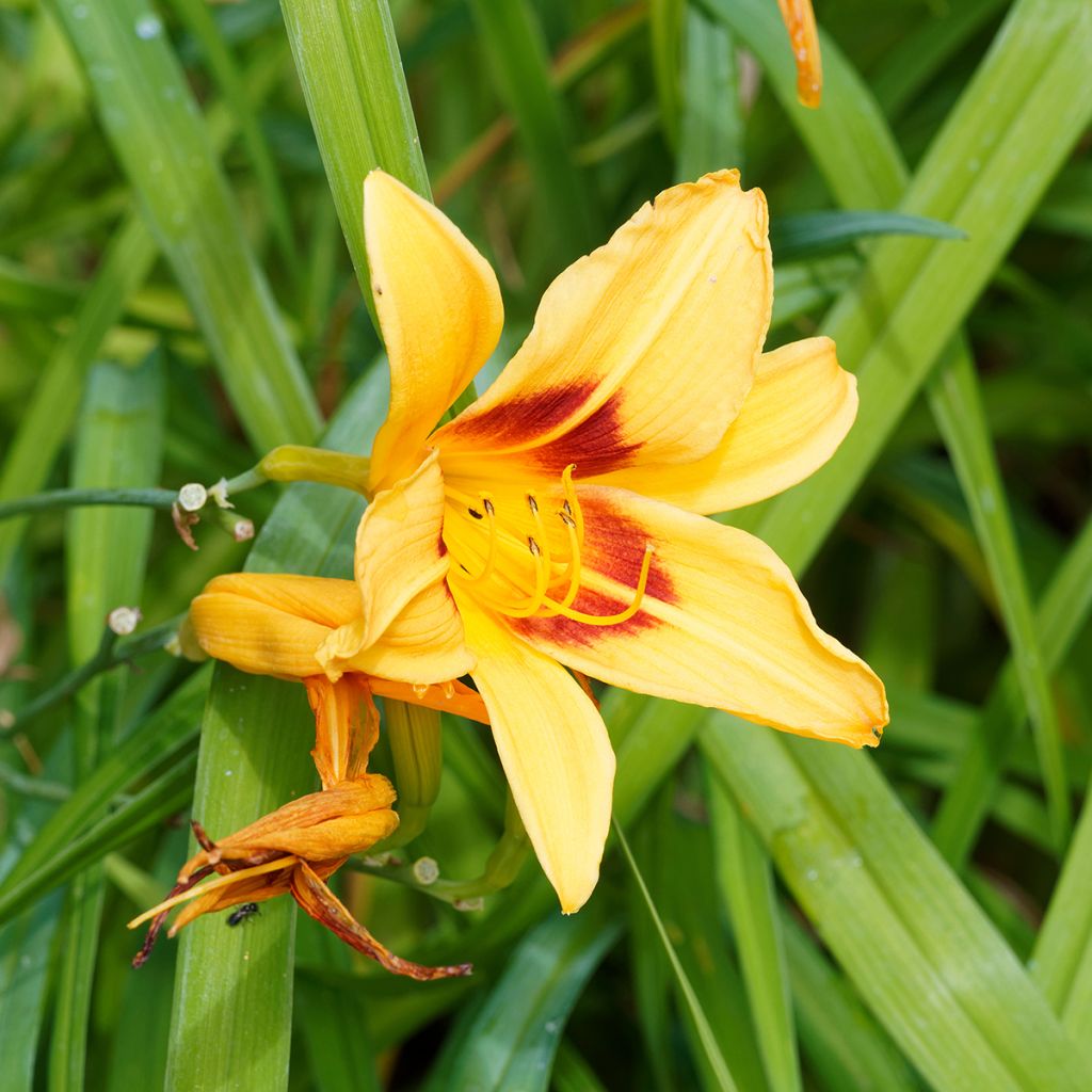 Hemerocallis Bonanza - Daylily