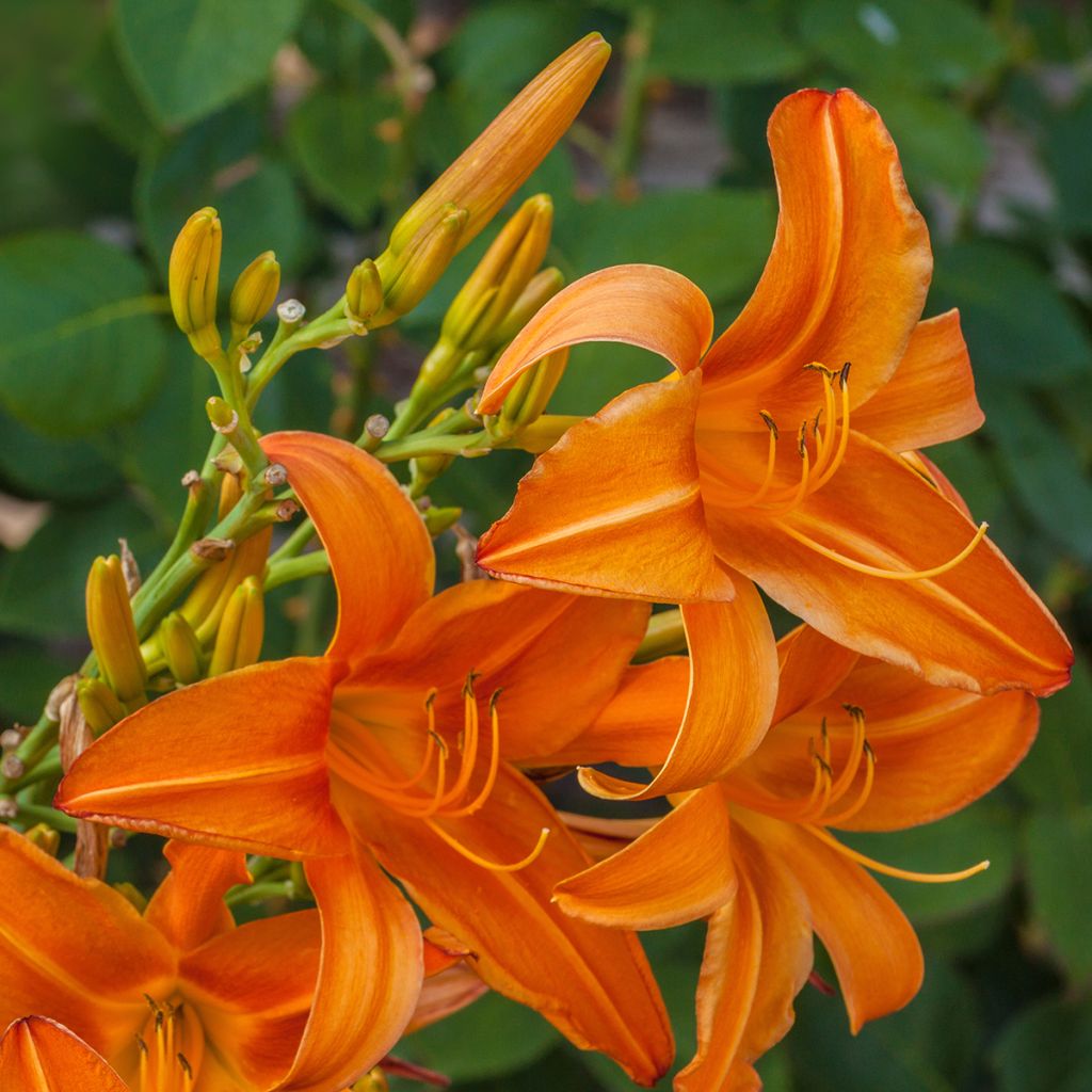 Hemerocallis Burning Daylight - Daylily