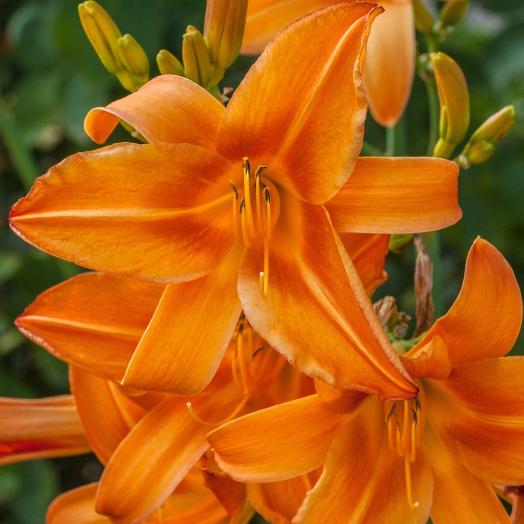 Hemerocallis Burning Daylight - Daylily