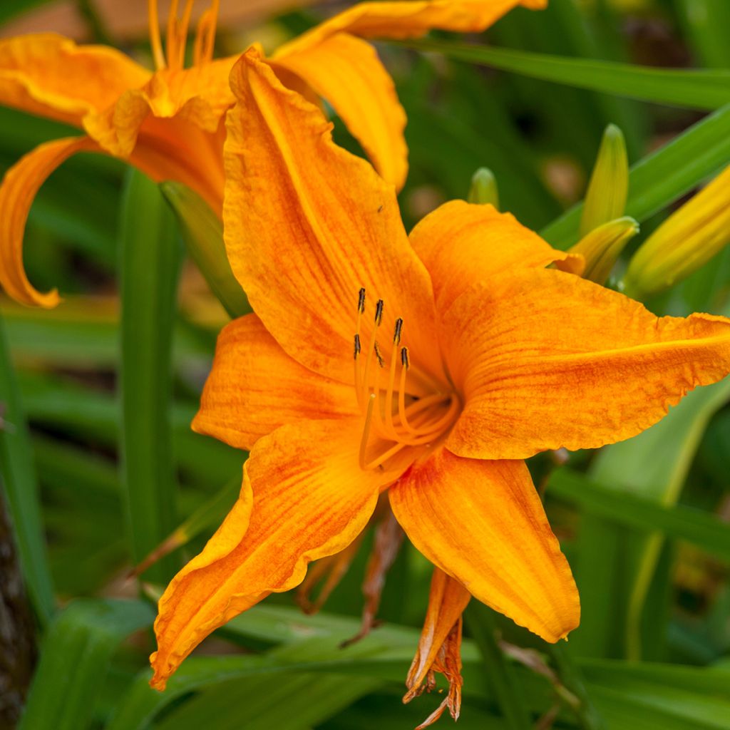 Hemerocallis Burning Daylight - Daylily