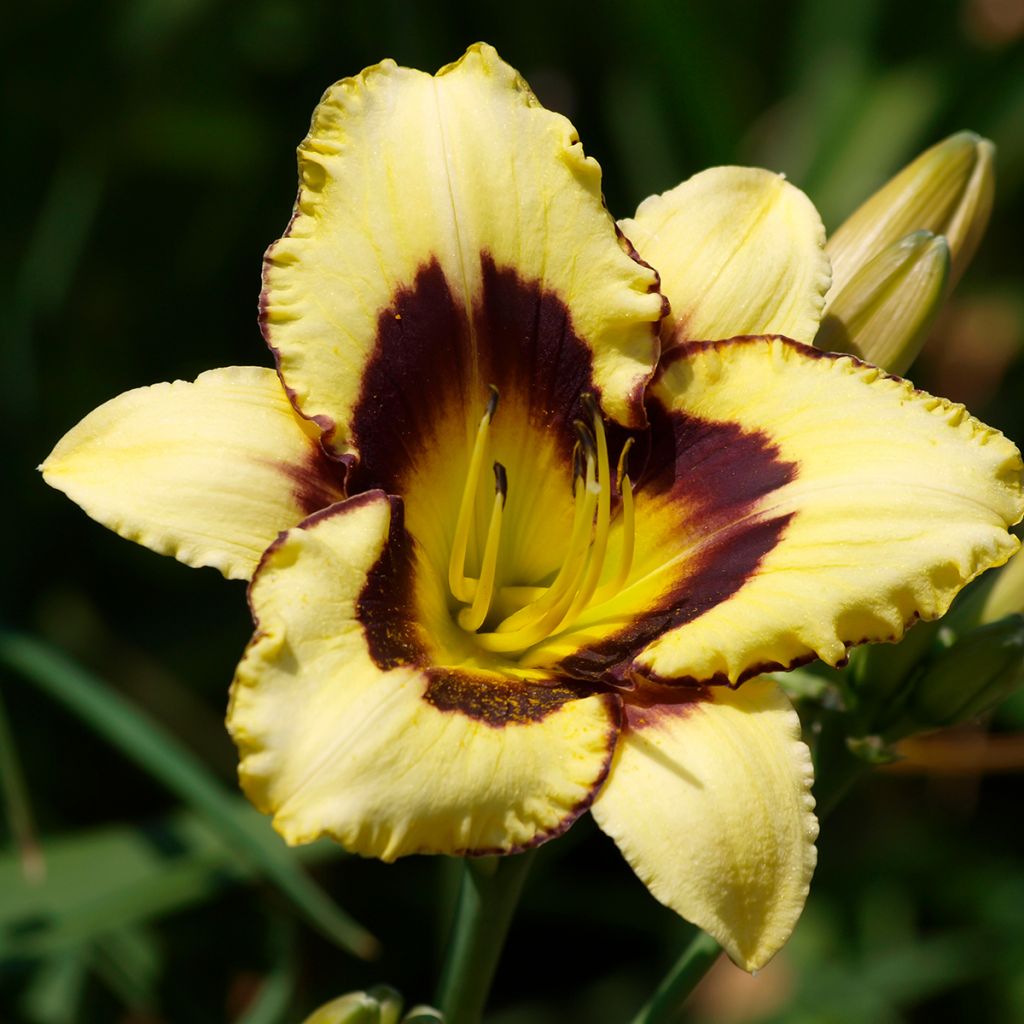 Hemerocallis Canadian Border Patrol - Daylily