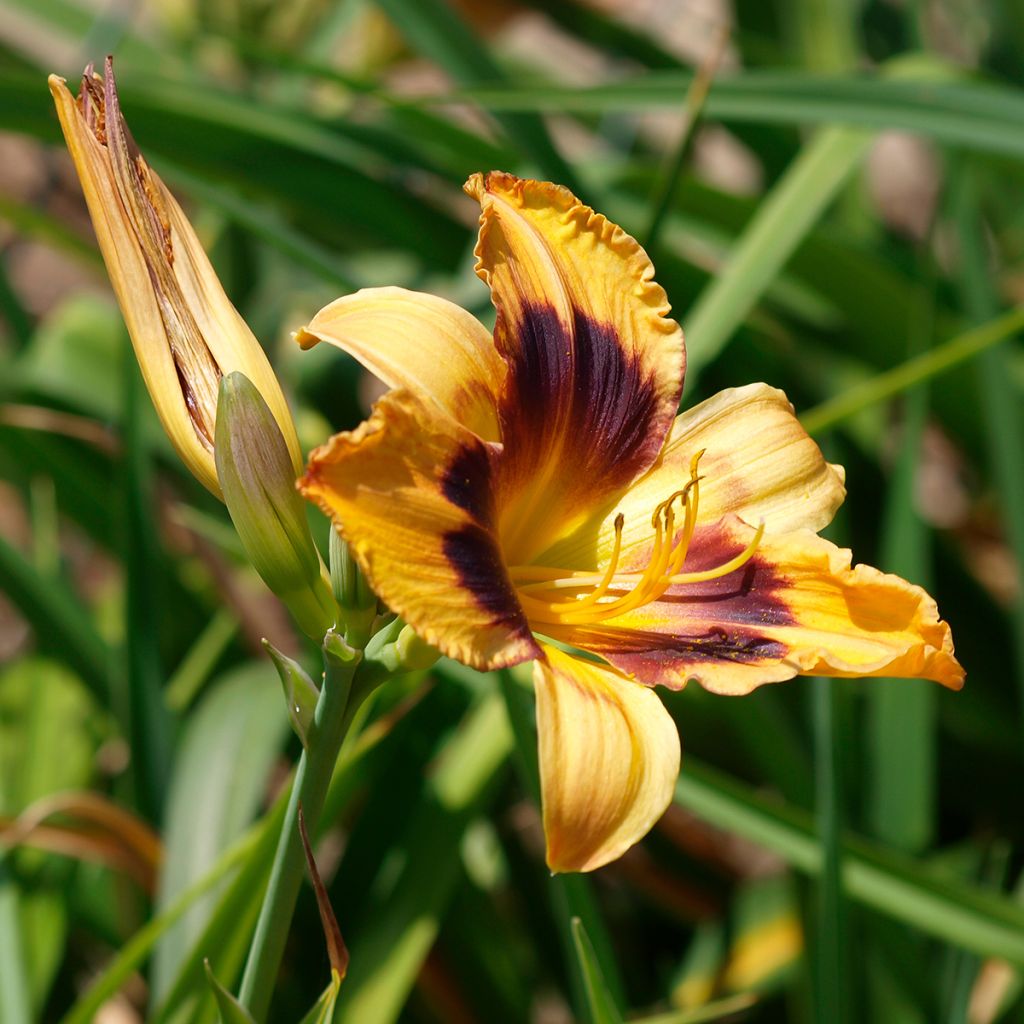 Hemerocallis Canadian Border Patrol - Daylily