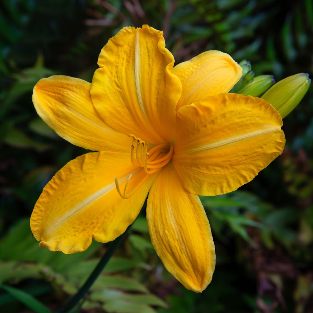 Hemerocallis Cartwheels - Daylily