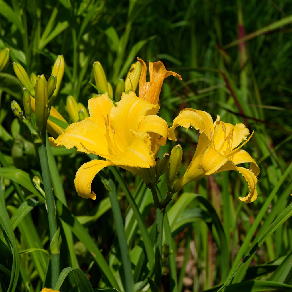 Hemerocallis Cartwheels - Daylily