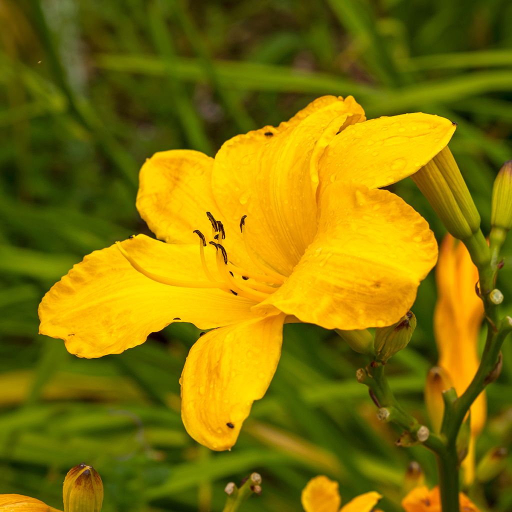 Hemerocallis Cartwheels - Daylily