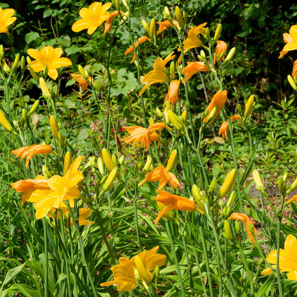 Hemerocallis Cartwheels - Daylily