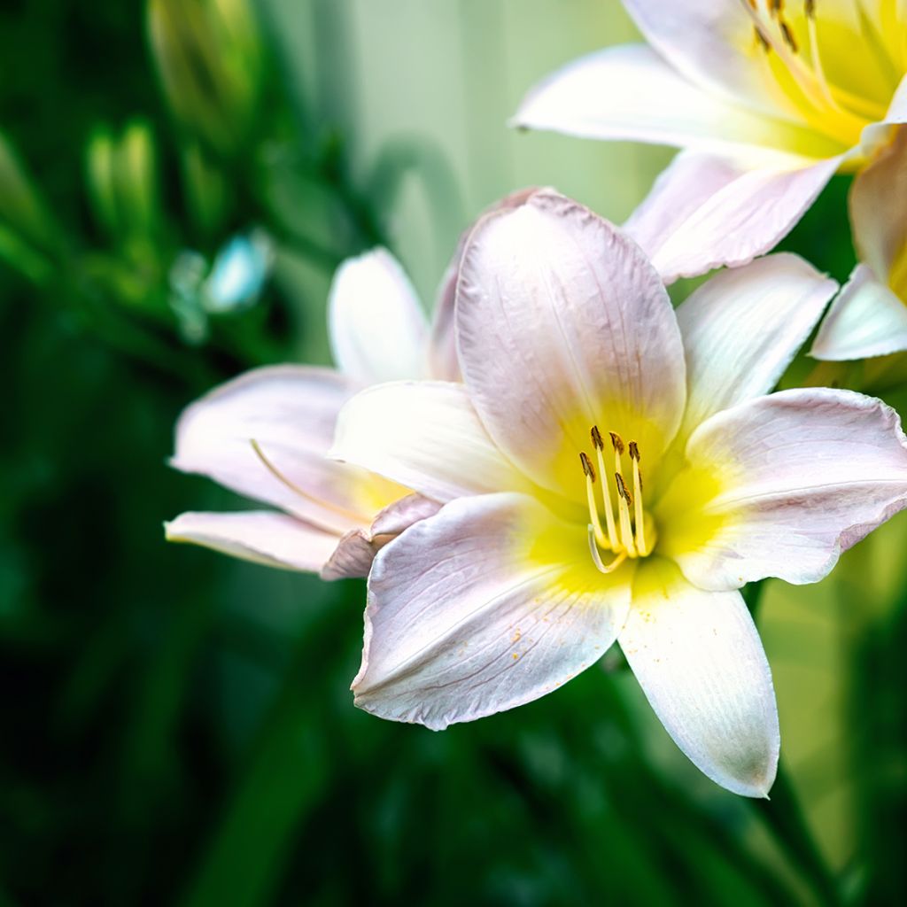 Hemerocallis Catherine Woodbury - Daylily