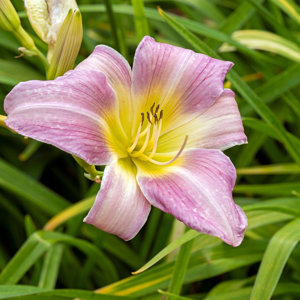 Hemerocallis Catherine Woodbury - Daylily