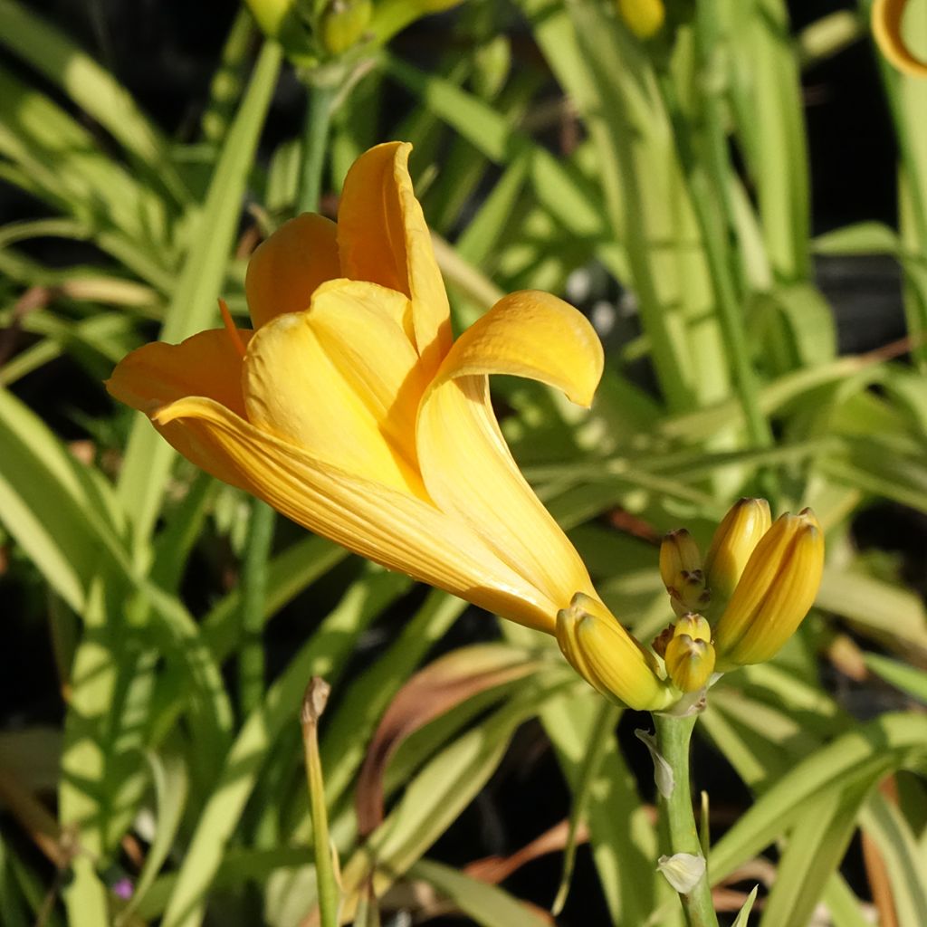 Hemerocallis Chicago Sunrise - Daylily
