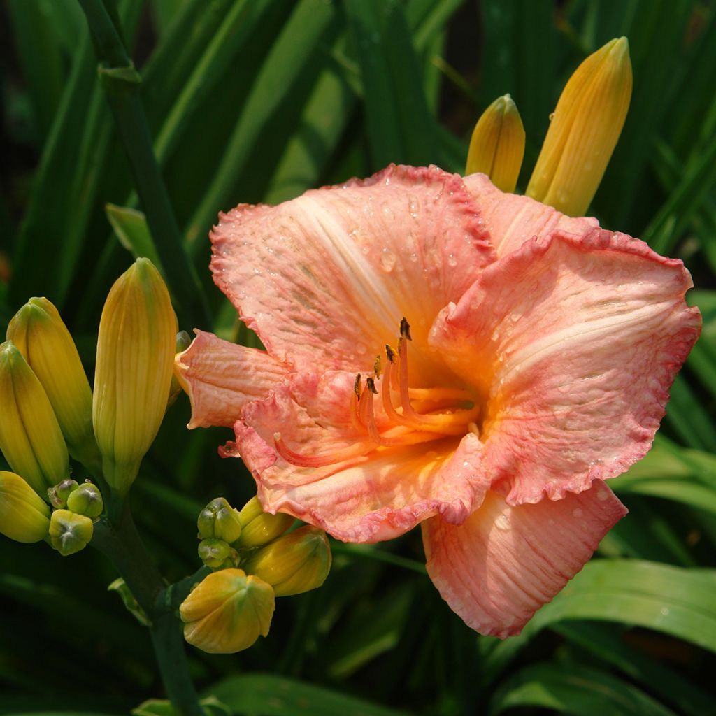 Hemerocallis Childrens Festival - Daylily