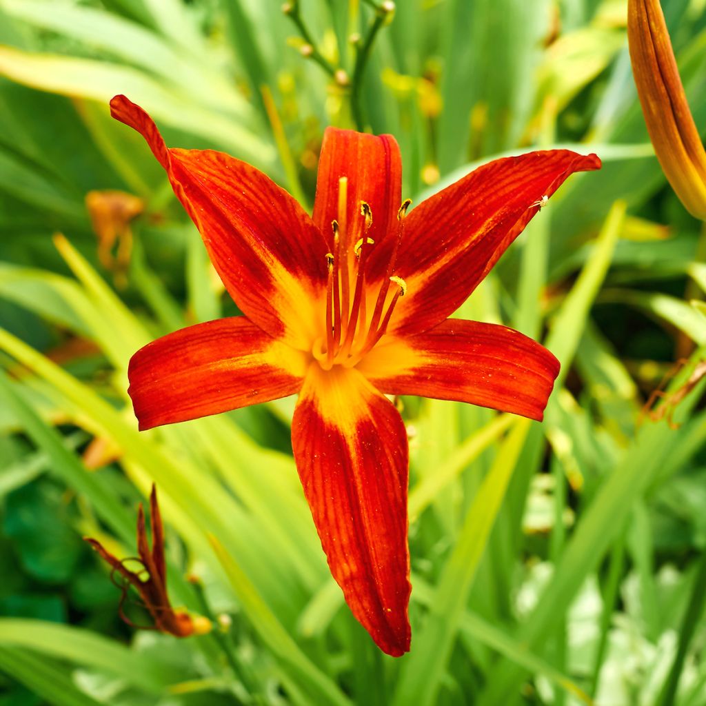 Hemerocallis Crimson Glory - Daylily