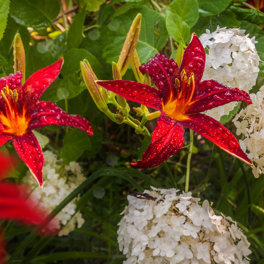 Hemerocallis Crimson Pirate - Daylily