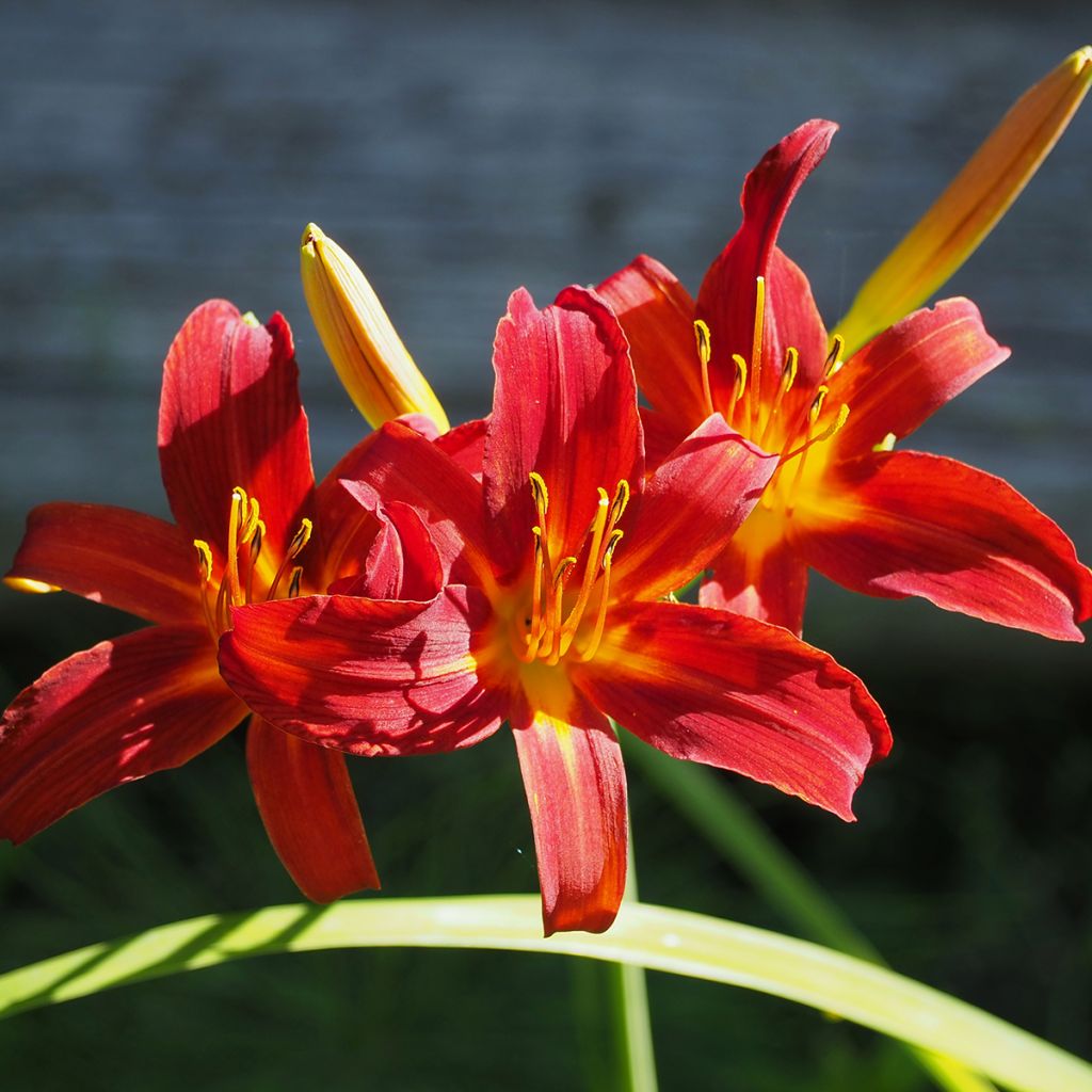 Hemerocallis Crimson Pirate - Daylily