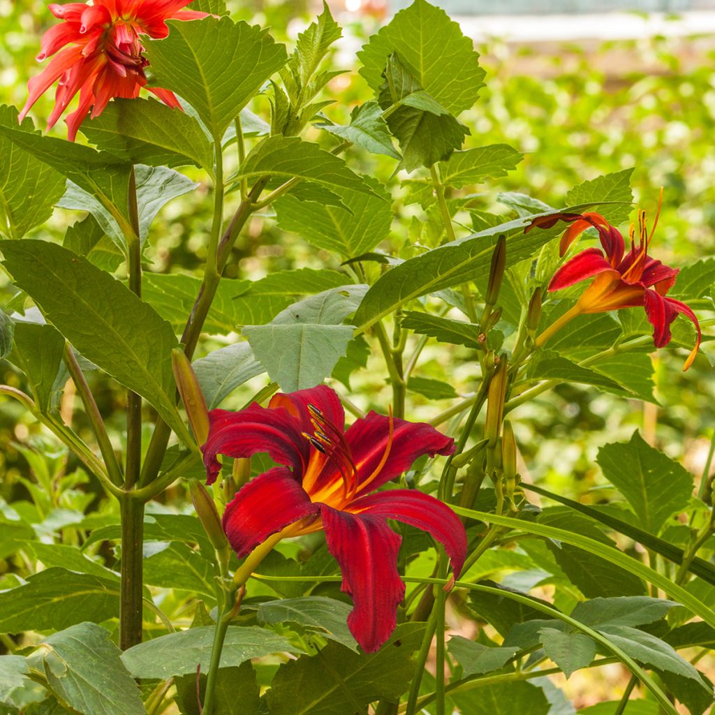 Hemerocallis Crimson Pirate - Daylily