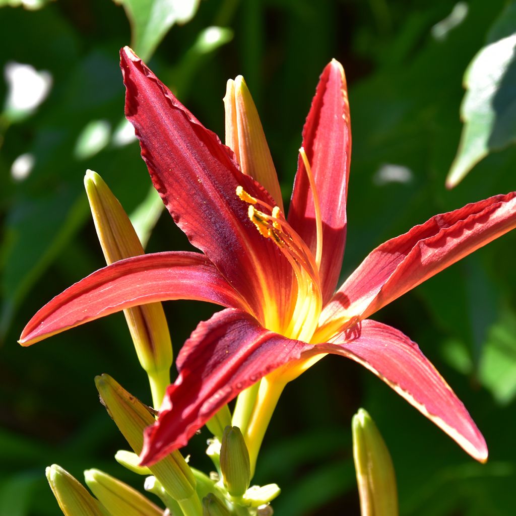 Hemerocallis Crimson Pirate - Daylily