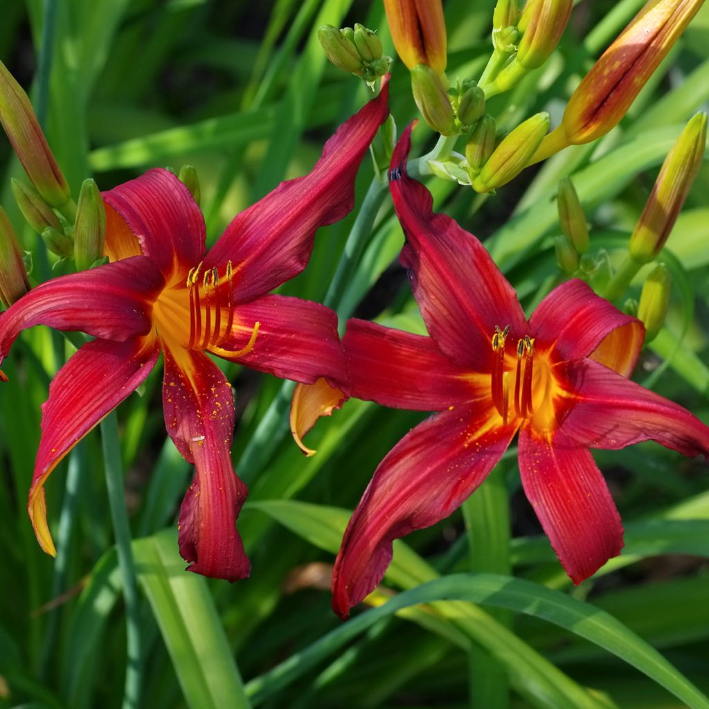 Hemerocallis Crimson Pirate - Daylily